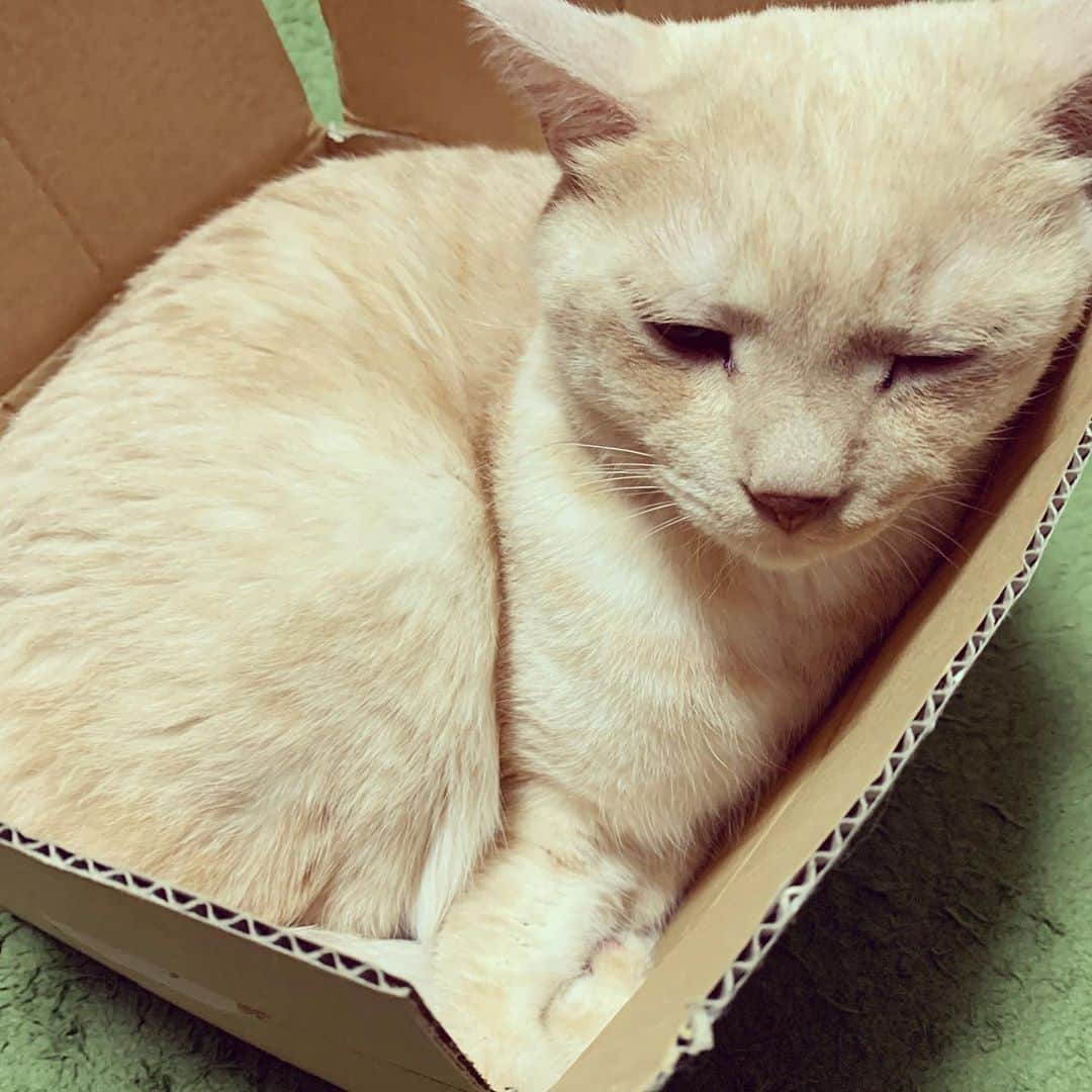 飯田カヅキさんのインスタグラム写真 - (飯田カヅキInstagram)「ダンボールチロルネムネム編。  #tirol_neko #猫 #cat」10月3日 8時46分 - kazukiiida_strange