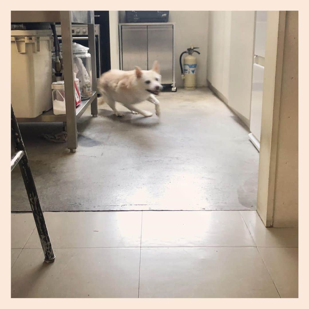 パンといっぴきのインスタグラム：「3周目✨  #元保護犬 #雑種犬 #crossbreed #mixdog #キップル14歳」