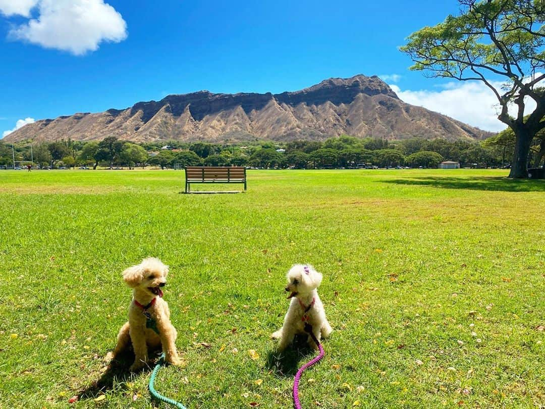 マキ・コニクソンさんのインスタグラム写真 - (マキ・コニクソンInstagram)「Good morning from Hawaii! カピオラ二公園の特等席に来ましたー！ やったぁ！🤗 万歳！🙌🏼 万歳！🙌🏼  空気が美味しい！Yummy! 😋 いつもより長めにお散歩して ワンズもハッピー！🐾🐾 ママもハッピー！😊  やっぱりハワイ最高！🤙🏼 しばらく特等席に座ってパワーチャージと 光合成をしました！✨✨  今日もお互い”Alohappy”で ご機嫌の一日を過ごそうね！😄🤙🏼 元気に行ってらっしゃ〜い！👋🏼  #エアハワイ🌺  #リアルハワイ #ハワイ最高🤙🏼 #BooとKoinuもSocial Distance #ストーリー見てね！☝🏼」10月3日 8時56分 - makikonikson