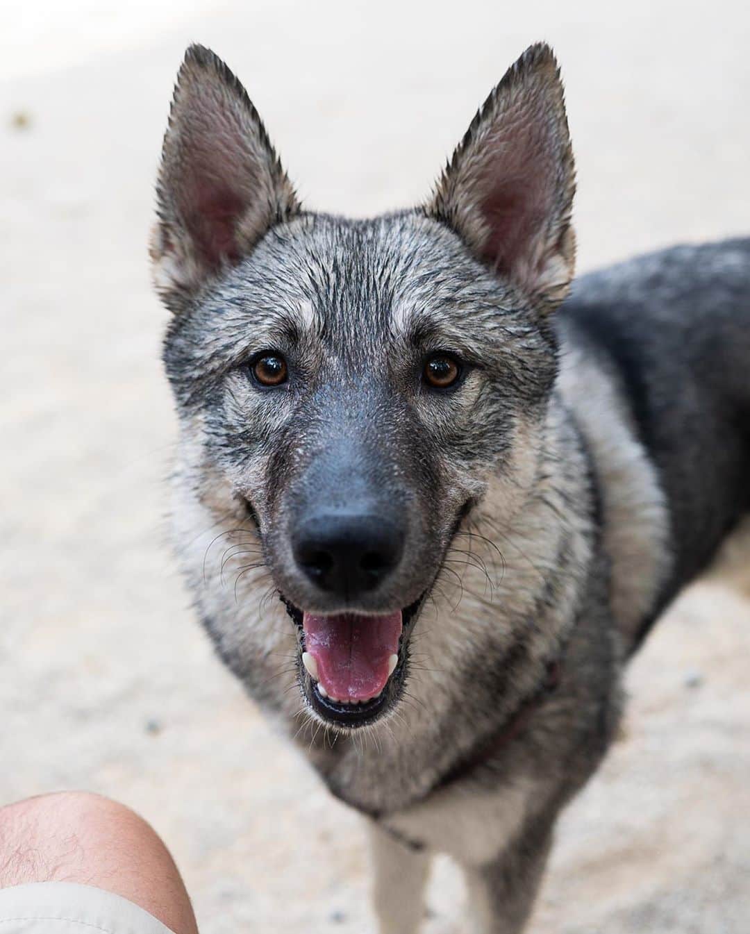The Dogistさんのインスタグラム写真 - (The DogistInstagram)「Hank Williams, Siberian Husky/Norwegian Elkhound mix (10 m/o), Washington Square Park, New York, NY • “He’s an effing talker. I got him when he was three pounds.”」10月3日 9時00分 - thedogist