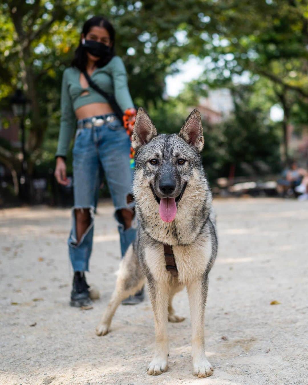 The Dogistさんのインスタグラム写真 - (The DogistInstagram)「Hank Williams, Siberian Husky/Norwegian Elkhound mix (10 m/o), Washington Square Park, New York, NY • “He’s an effing talker. I got him when he was three pounds.”」10月3日 9時00分 - thedogist