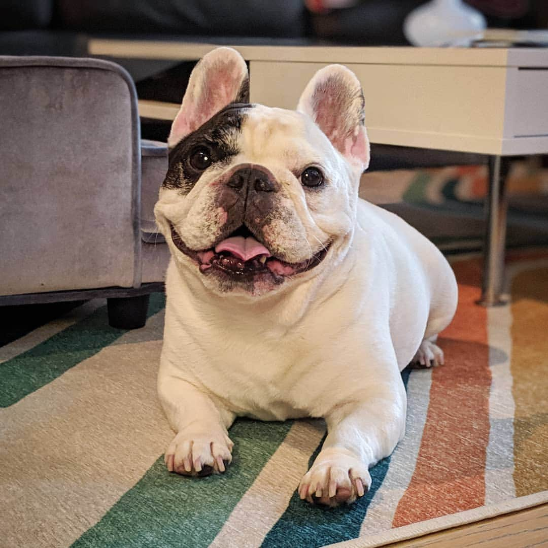 Manny The Frenchieのインスタグラム