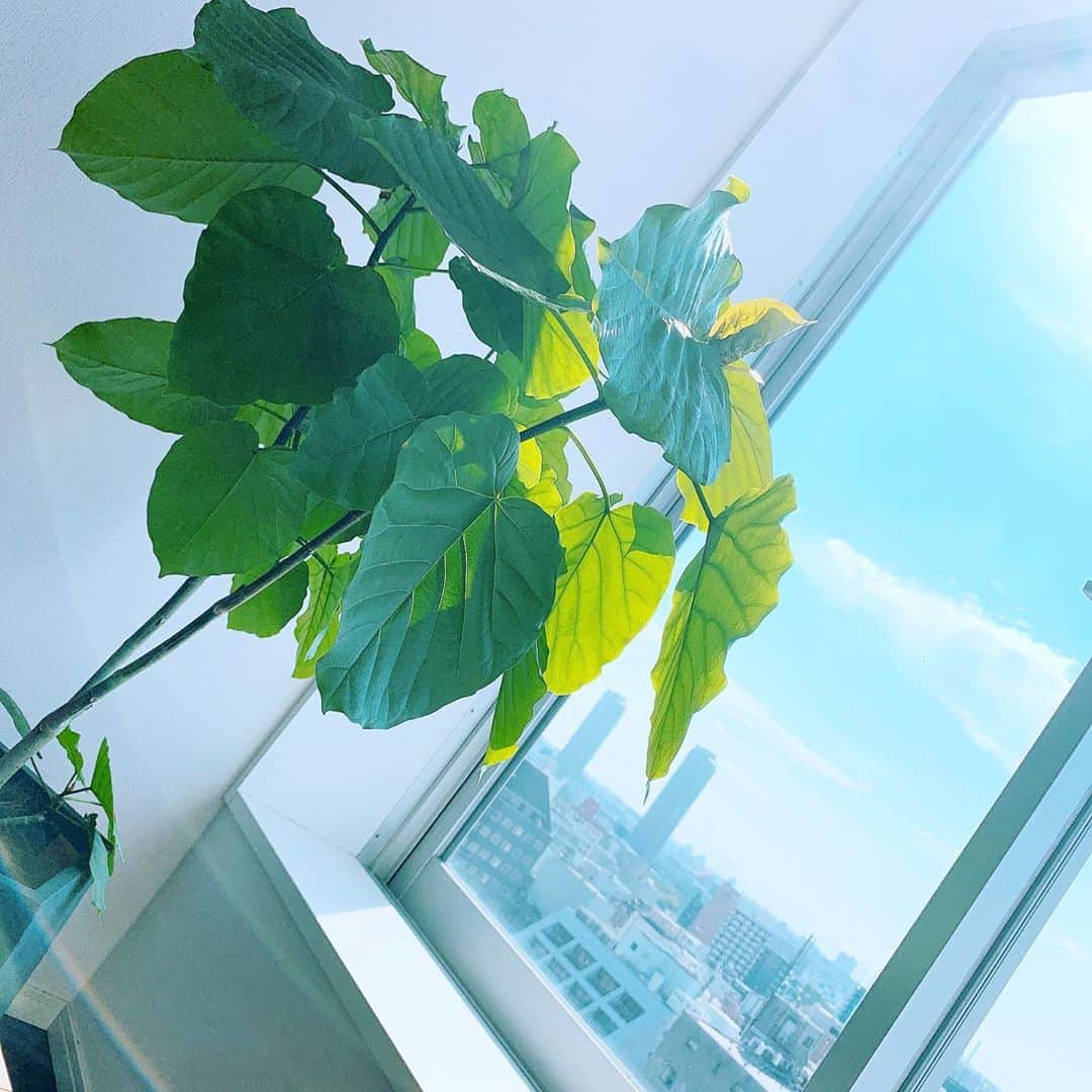 仁田宏和さんのインスタグラム写真 - (仁田宏和Instagram)「自宅フォトスポットにて  #観葉植物  #観葉植物のある暮らし  #青空」10月3日 9時15分 - nitty0311