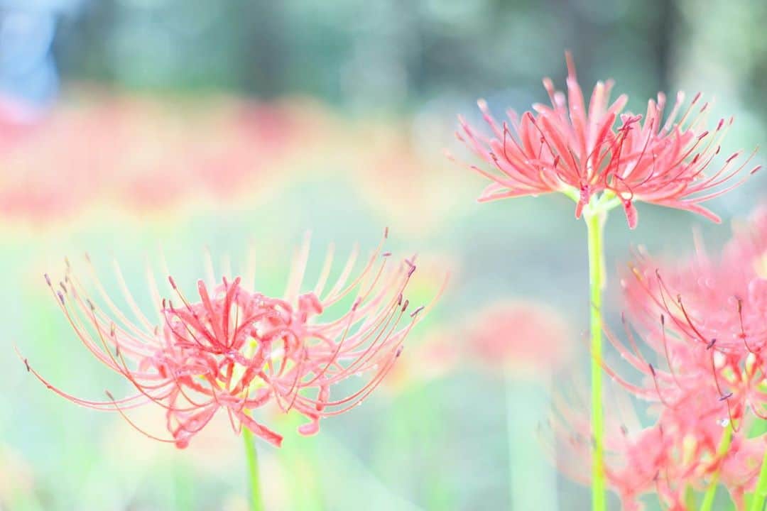 kiccyomuさんのインスタグラム写真 - (kiccyomuInstagram)「☁️ 2020.10.03 Sat #昭和記念公園 お彼岸の頃に咲く花… #彼岸花 というよりは #曼珠沙華 という呼び名の方が 華やかな気がする😊 #心に花を  久々に天気が良さそうな週末…☕️🚗 今日も元気に…素敵な週末を🤗  location #東京 📷撮影 2020年09月26日 #オールドレンズ 📷 #Minolta」10月3日 9時21分 - kiccyomu