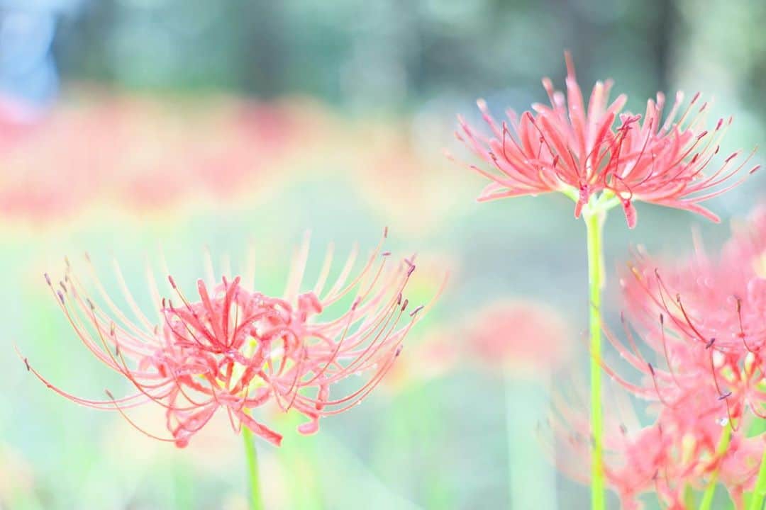 kiccyomuのインスタグラム：「☁️ 2020.10.03 Sat #昭和記念公園 お彼岸の頃に咲く花… #彼岸花 というよりは #曼珠沙華 という呼び名の方が 華やかな気がする😊 #心に花を  久々に天気が良さそうな週末…☕️🚗 今日も元気に…素敵な週末を🤗  location #東京 📷撮影 2020年09月26日 #オールドレンズ 📷 #Minolta」