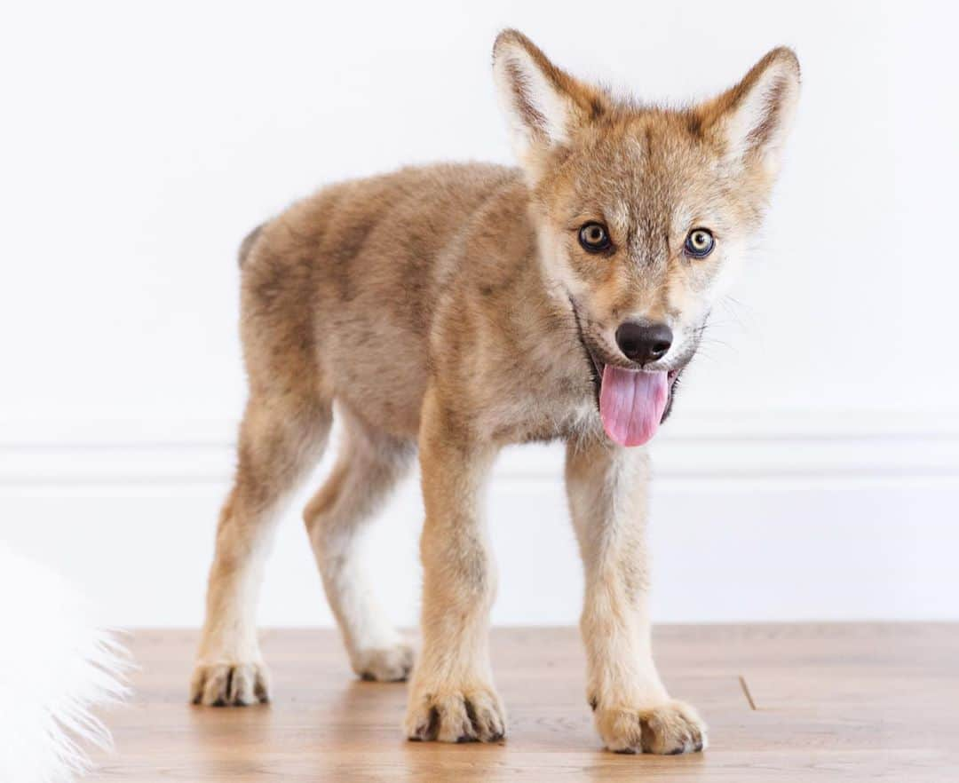 Rylaiさんのインスタグラム写真 - (RylaiInstagram)「Growing up Lucan: from 8 weeks to 6 months!! My how he has grown into a big wolfie!!! (Swipe to see his 8 week photo). . Lucan had a follow up photoshoot with our friend and fellow animal lover, Melissa from @dandeliondreamsphoto. While he spent the majority of his time wanting to love on her and her family, she managed to get some absolutely amazing photos of him.  It was a warm day and he now demands a fan and requires we spritz water Into the fan to create a mister for him (diva)!!!  . Lucan was such a social baby and remains an extremely social wolf ambassador at 6 months. It takes a lot of training, but his genetics also play a huge part in how friendly he is with people.  Dave has been hand feeding him from day 1 and he has been given a lot of love from both familiar people and new people all the time. He has two trainers and his mama who loves on him. Our hope is that he continues to be an amazing Ambassador, so he can teach people about the need for conservation of wolves in the wild. He can show them through his ability to connect and bond with each new person he meets that wolves deserves to live, both as a species and as individuals.  . Our encounters, educational programs, and Photoshoots  include this beautiful boy.  . Lucan does not have a Sponsor. It takes a lot to feed this boy and clean up after him! If any person or company is interested in sponsoring him.... please let us know!  . . . 📸 @dandeliondreamsphoto  . . #wolves #wolf #wolfdog #wolfstar #wolfpack #sponsor #pack #howl #babyshark #greatwhite #greywolf #wolfdogsofinstagram #ambassador #education #wolfconservation #animalencounters #wolfencounters #nonprofit #sandiego #socal #julian #photooftheday #photography」10月3日 10時08分 - jabcecc