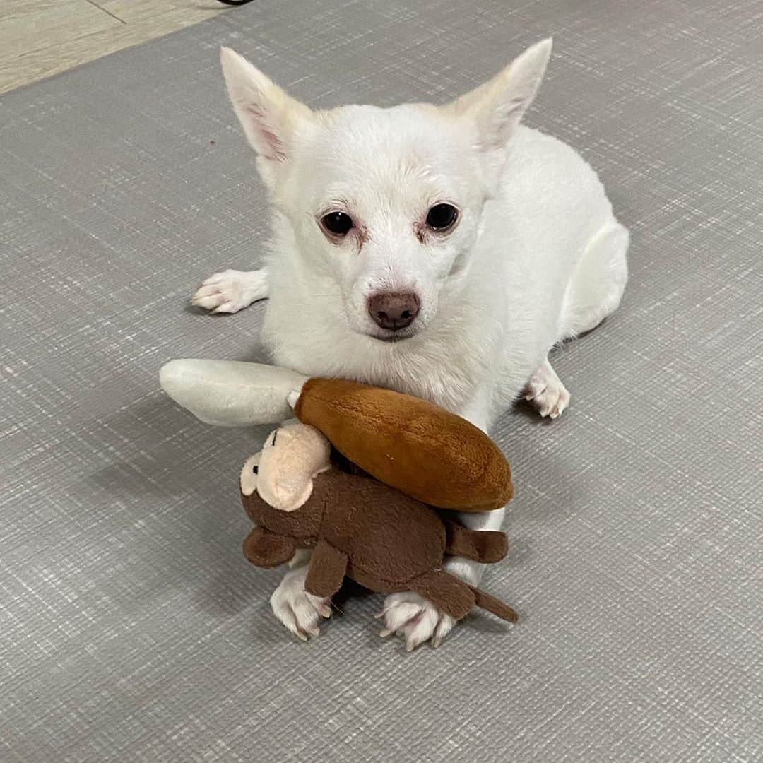 奥菜恵のインスタグラム：「설기가 좋아하는 인형을 두개나 챙겨준 막둥이 조카🐶 그런데 떨떠름한 설기 표정은 뭐지?🤣 scared of dolls from my little nephew #이런표정은처음이야 #강아지가육아중 #babysittingdog」