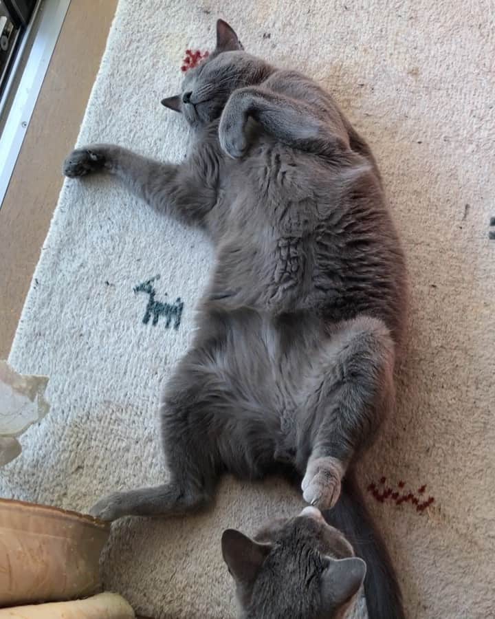 のインスタグラム：「おはこて〜時々あずみ☀️☀️☀️  #へそ天 #猫動画 #catvideo  #relaxationtime  #happycaturday  #cat #russianblue #猫 #ねこ #ロシアンブルー #chat  #gato #greycat  #greeneyes #emeraldeyes #ふわもこ部 #にゃんすたぐらむ  #みんねこ  #INSTACAT_MEOWS #catstocker #meowsandwoofs #excellent_cats #meowvswoof  #TopCatPhoto  #cutepetclub #IgAnimal_Snaps #cat_features #bestmeow #petoftoday」