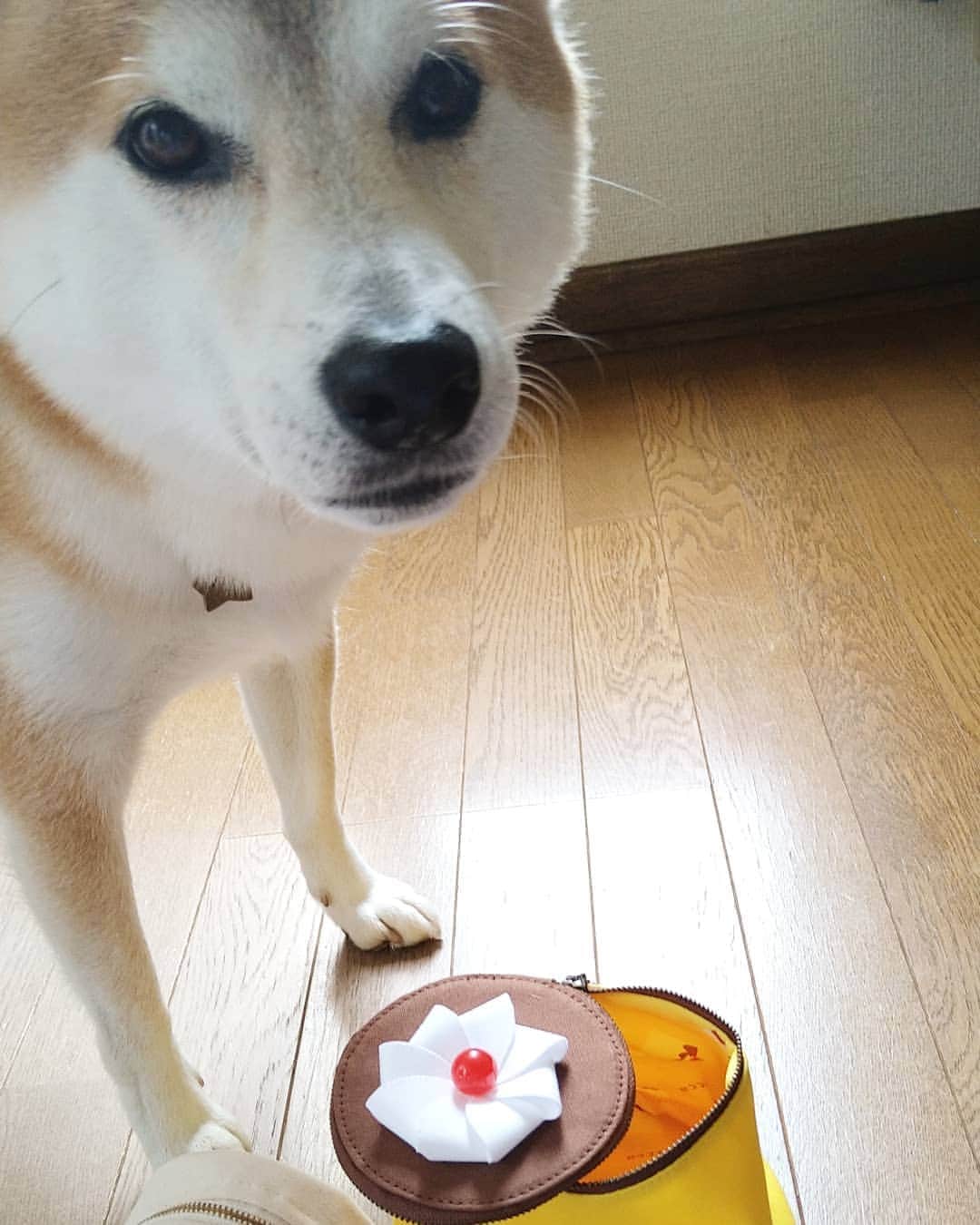 柴犬⭐️サスケのインスタグラム：「おはわん #🍮#柴犬#赤柴#柴北会#ふわもこ部#犬ら部#わんだフォ#pecoいぬ部 #shibasnap#shibagram #shibastagram #🐶📷 #🐶#いぬすたぐらむ #いぬのいる暮らし #プリン#おにぎり#🍙#ポーチ#とどいた#可愛すぎる#使いまくる#のちか  @noticca2005  #つぎは🍠#ネギポーチ」