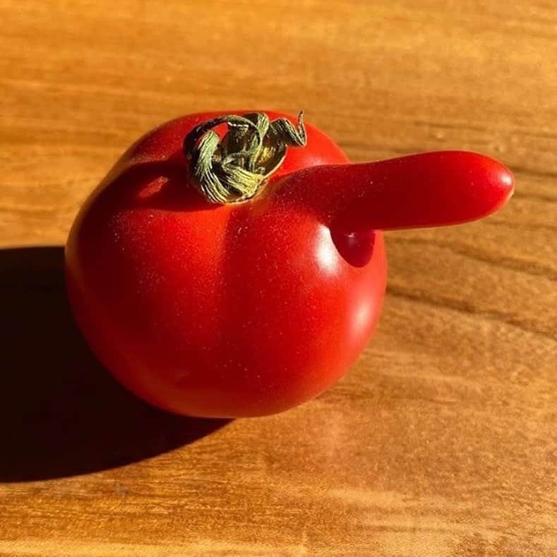 uglyfruitandvegのインスタグラム：「This way to the weekend!🍅👉🙌🙌🙌🙌 Pic by @michael.pollan sent by @discosopachile」