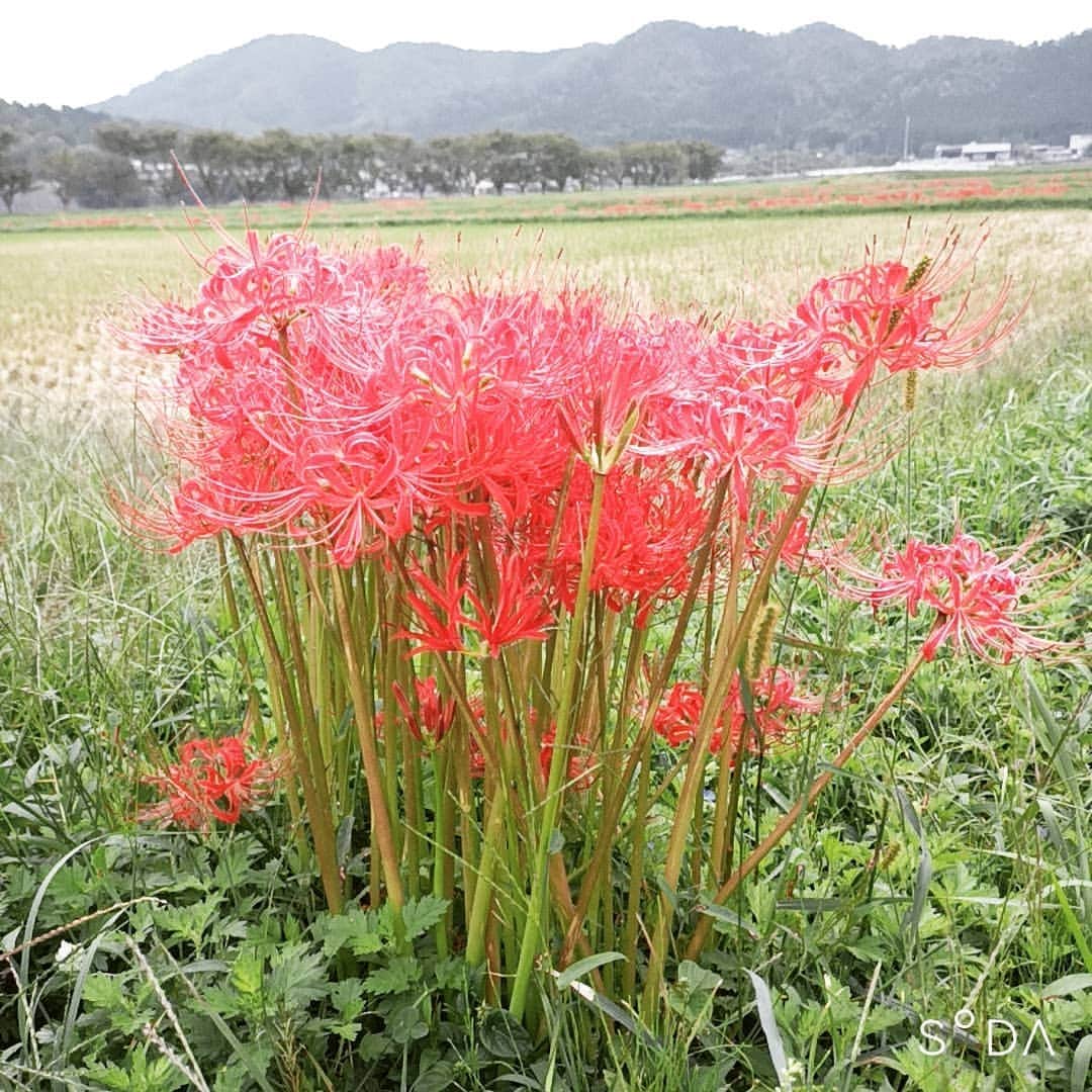 松本隆博のインスタグラム：「。 この時期に一斉に咲き、 赤く赤く目に付かせ、 束になる一体感と、 空を見上げる指針と、 、、、さっと一斉に散る。  また来年も教えてくれろ！ またこれからも、教えてくれろ！  写真で一句！  先人に 想いはさせる 彼岸花」