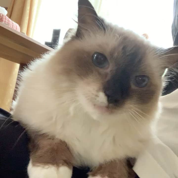 takegaeruのインスタグラム：「今日はいつにも増していい表情だね😸 #cat #猫 #ragdoll #ラグドール #ホワイトポッチーズ」