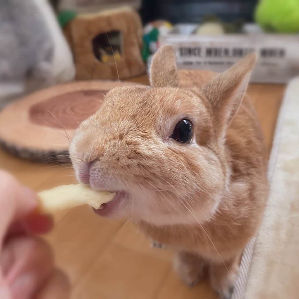 ラン?さんのインスタグラム写真 - (ラン?Instagram)「りんご🍎うまーい😊💓 りんごの美味しい季節がきました⸜( ´ ꒳ ` )⸝✨うれしいね〜✨ 2枚目は、おやつちょうだいのおねだり( ^ω^ )笑 ☆  #うさぎ #ネザーランドドワーフ #rabbit #bunny #bunnystagram  #rabbitstagram  #cute  #かわいい #ふわもこ部  #もふもふ  #zip写真部  #アニマル写真部 #instagramjapan #netherlanddwarf #うさぎと暮らす  #うさぎのいる暮らし #癒し #kawaii #ランちゃん  2020.10.03」10月3日 11時24分 - mofumofuusako