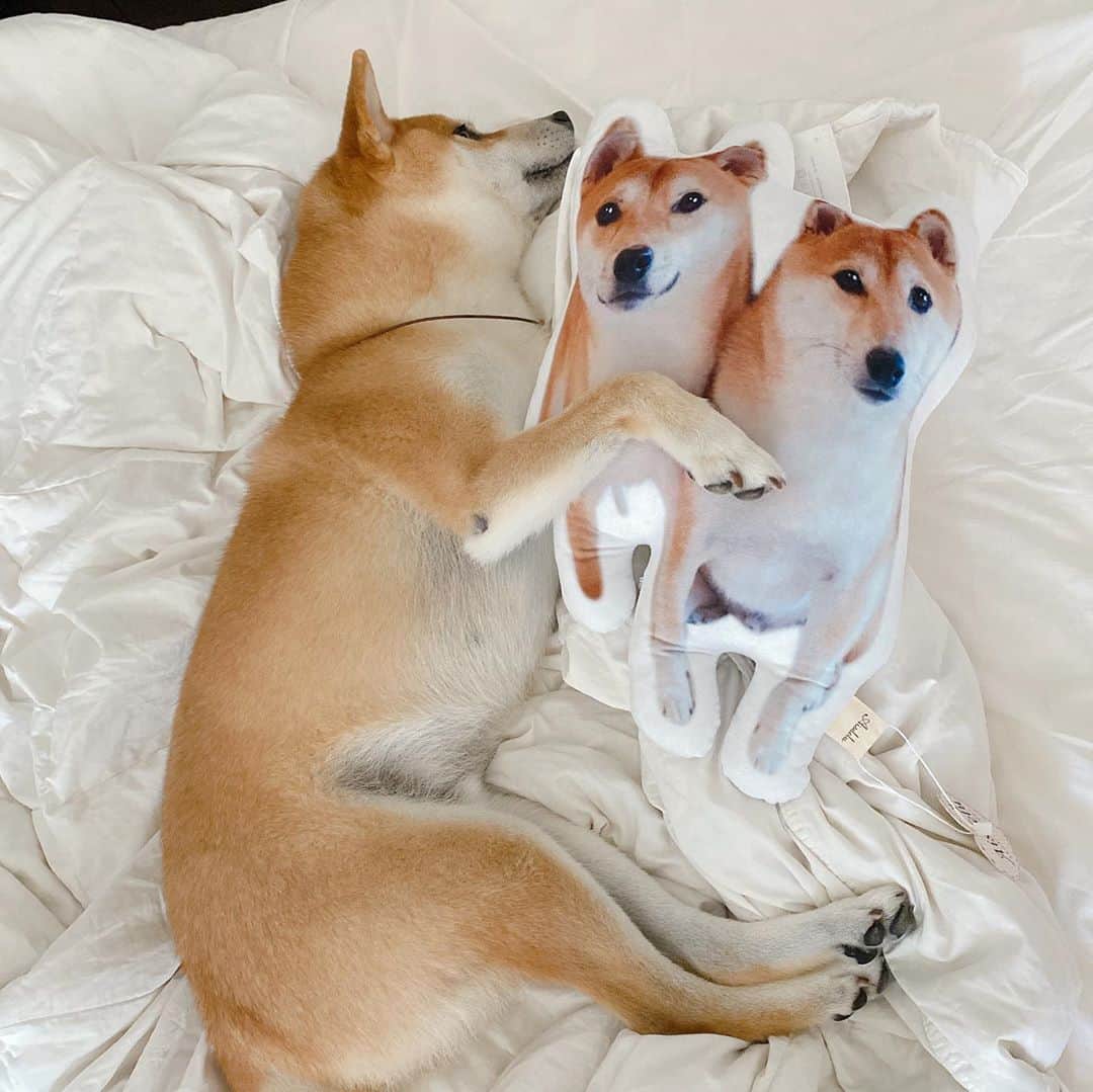 柴犬Mamesuke・Korosuke??大阪さんのインスタグラム写真 - (柴犬Mamesuke・Korosuke??大阪Instagram)「🐱🐻 🐾----*----*----*----*🐾 か、か、可愛い😍笑 自分のクッション抱いて寝てる〜💕 目開いてるし、寝てるフリやけど（笑） ・ @aisdelu.japan のクッション 10%OFFで買えます✨ 可愛い愛犬のクッション作ってみませんか〜🥰 クーポンコード:【ig10off】 良かったらお使い下さい✨ 🐾----*----*----*----*🐾 #MameKoro #豆コロ #Aisdelu #aisdeluクッション #うちのこクッション #思い出クッション #プレゼント #メモリアル #写真好きな人と繋がりたい #ペット #愛犬グッズ #オーダーメイド #うちの子記念日 #うちの子グッズ #オリジナルグッズ #犬 #猫 #うさぎ #インコ #虹の橋 #プードル #チワワ #いぬすたぐらむ #愛犬との暮らし #アイシテル #愛してる #ペットクッション #オリジナルクッション #ペットオーダークッション #うちの子グッズ」10月3日 11時51分 - mame_suke_i