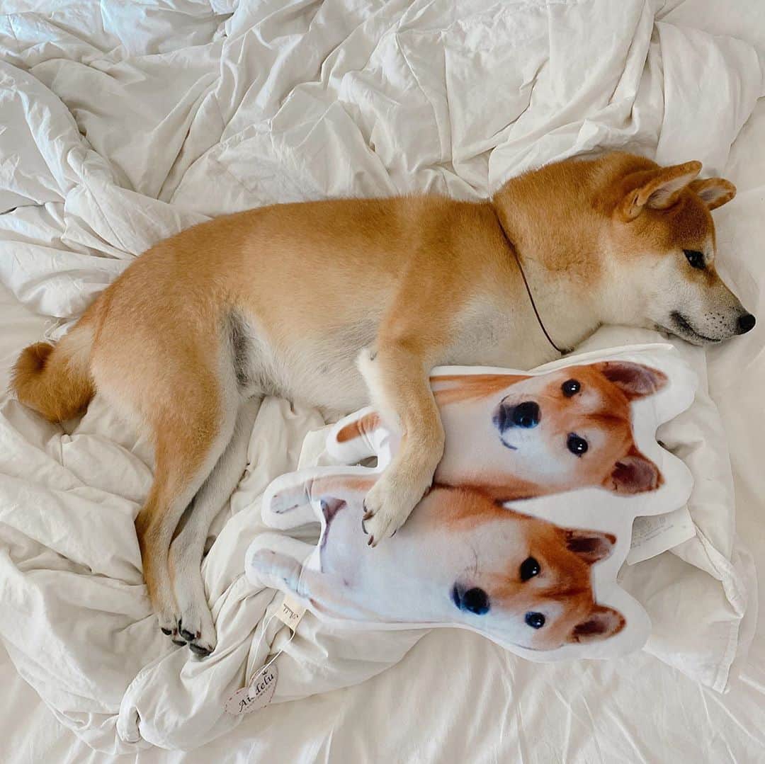 柴犬Mamesuke・Korosuke??大阪さんのインスタグラム写真 - (柴犬Mamesuke・Korosuke??大阪Instagram)「🐱🐻 🐾----*----*----*----*🐾 か、か、可愛い😍笑 自分のクッション抱いて寝てる〜💕 目開いてるし、寝てるフリやけど（笑） ・ @aisdelu.japan のクッション 10%OFFで買えます✨ 可愛い愛犬のクッション作ってみませんか〜🥰 クーポンコード:【ig10off】 良かったらお使い下さい✨ 🐾----*----*----*----*🐾 #MameKoro #豆コロ #Aisdelu #aisdeluクッション #うちのこクッション #思い出クッション #プレゼント #メモリアル #写真好きな人と繋がりたい #ペット #愛犬グッズ #オーダーメイド #うちの子記念日 #うちの子グッズ #オリジナルグッズ #犬 #猫 #うさぎ #インコ #虹の橋 #プードル #チワワ #いぬすたぐらむ #愛犬との暮らし #アイシテル #愛してる #ペットクッション #オリジナルクッション #ペットオーダークッション #うちの子グッズ」10月3日 11時51分 - mame_suke_i