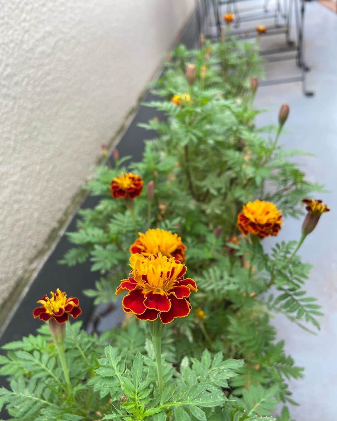 蓮沼千紘さんのインスタグラム写真 - (蓮沼千紘Instagram)「#marigold #🏵 . 黄色とオレンジのマリーゴールドを交互になるように 同じプランターに同時に種を巻いたのだけど、  夏らしい黄色のマリーゴールドは夏に咲いて💛(2枚目)  オータムカラーのオレンジと赤のグラデーションの方は涼しくなったら咲き始めました🧡」10月3日 12時04分 - knitchihiro