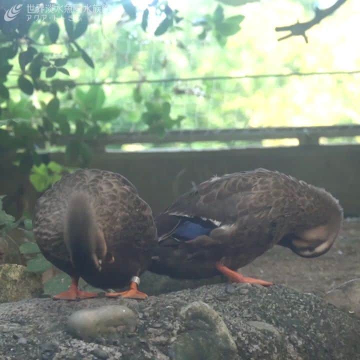 世界淡水魚園水族館 アクア・トト ぎふのインスタグラム：「とても忙しそうな様子。  羽づくろい大事ですもんね。  #カルガモ#アクアトト #アクアトトぎふ #アクアトト岐阜 #水族館#aquarium#Spot-billedduck#Anaszonorhyncha」