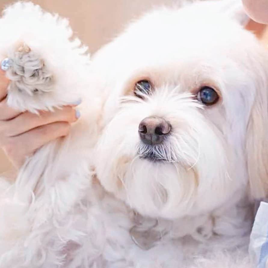 ホン・スアさんのインスタグラム写真 - (ホン・スアInstagram)「딸래미  우주최고 겁쟁이 수 🐶💕  #포인핸드 #표지모델   유기견 입양할때는  포인핸드를 통해서 입양 하세요😇🙏🏻  잃어버리거나, 길잃은 아이들을 보시면 포인핸드 어플로 찾아주세요   사지 않고 입양하는 문화를 만드는  ‘포인핸드 매거진’   @pawinhand_official  @park_3815   #포인핸드매거진 #아이유동물메디컬센터 #유기견입양  #유기견입양합시다  #사지말고입양하세요  #유기견  #끝까지책임져주세요  #유기견보호소 #믹스견  #반려견  #버리지말고끝까지책임져주세요  #아이유동물메디컬센터  #위례동물병원  #수술전문동물병원  #박성수원장님  #믹스견은사랑입니다」10月3日 17時36分 - sooah.hong