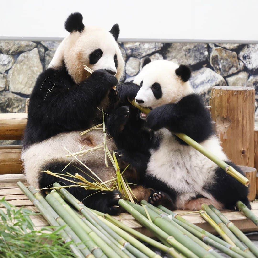 パンダ（白浜）さんのインスタグラム写真 - (パンダ（白浜）Instagram)「#彩浜 🌈 challenged Mon, 'give me ur bamboo please' 2️⃣0️⃣1️⃣9️⃣ #photography  #adventureworld   🐼😊🐼  #ADVENTUREWORLDPANDAS #baby #HELLOLITTLE #pandamental #hellopanda #ハローリトル #ハローパンダ #パンダグラビア #パンダ　and #panda #pandababy 🐼🐼🐼」10月3日 13時28分 - hellopanda_book