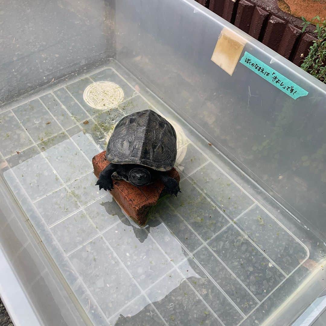 井上志帆子のグルメインスタ