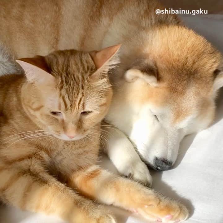 のインスタグラム：「あっという間に今年も残り3ヶ月🗓 *  10月に入り、あのうるさかったセミの鳴き声もほとんど聞こえなくなり、朝晩はずいぶん過ごし易くなりましたが、まだまだ日中は夏日が続き、半袖の衣類を仕舞うのも当分先になりそうです😅 *  でも岳と寅次朗は人間の兄ちゃんが買ってくれた接触冷感寝具のベッドから柴ドラに衣替え🛏 *  これから益々我が家に甘えん坊将軍が出没する事うけあいです😼😸😹 🐾----*----*----*----🐾 In October, it became easier to spend the morning and evening, but it is still hot during the day🗓 When it gets cooler, Torajiro becomes more and more sweet to Gaku🐕🐈💞 🐾----*----*----*----🐾 #柴犬 #岳 #柴犬岳 #柴犬ガク#gaku #shibainugaku #shiba #shibainu #shibastagram #いぬすたぐらむ #dogsofinstagram #寅次朗 #茶トラ #まるどら #gingercat  #にゃんすたぐらむ #catoftheday #岳と寅次朗 #pecoいぬ部 #pecoねこ部 #pecotv #ワンフルエンサー #ニャンフルエンサー #甘えん坊将軍 #kneading #ふみふみ #マッサージ #もみもみ #aesthetician #20201003」