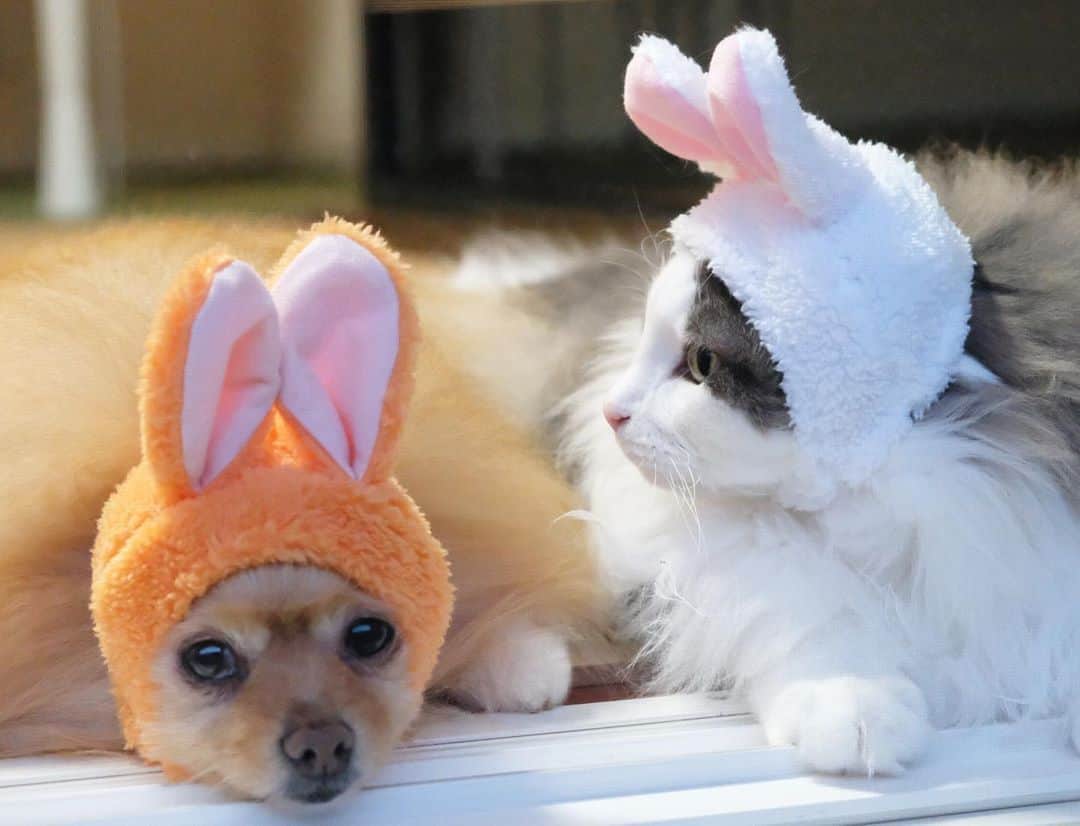 Hanaさんのインスタグラム写真 - (HanaInstagram)「#中秋の名月　🌕 観賞ウサギきょうだい🐰🐰 * *  ブログ更新しました♪ http://kedamakyoudai.blog.jp/ #NorwegianForestCat#Pomeranian#japan#catlover#doglover#dogs#cat#Kawaii#fluffy#pom#fluffydog#catsofinstagram#dogsofinstagram#fluffycat#ノルウェージャンフォレストキャット#ポメラニアン#ペティオハロウィン #standbymeproject#犬と猫のいる暮らし#かわいい#cute#cutecat#cutedog#funny#funnydog#funnycat#いぬのきもち#ねこのきもち#ライブドアインスタブロガー」10月3日 14時31分 - mofu2family