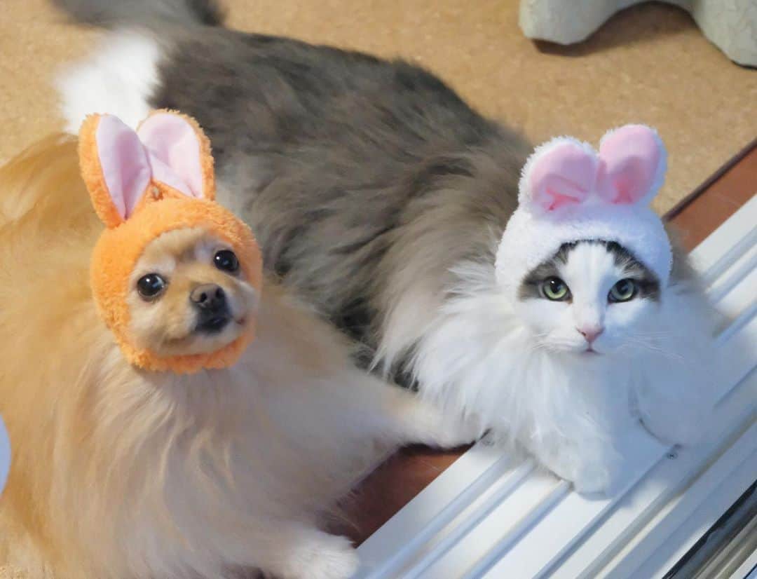 Hanaさんのインスタグラム写真 - (HanaInstagram)「#中秋の名月　🌕 観賞ウサギきょうだい🐰🐰 * *  ブログ更新しました♪ http://kedamakyoudai.blog.jp/ #NorwegianForestCat#Pomeranian#japan#catlover#doglover#dogs#cat#Kawaii#fluffy#pom#fluffydog#catsofinstagram#dogsofinstagram#fluffycat#ノルウェージャンフォレストキャット#ポメラニアン#ペティオハロウィン #standbymeproject#犬と猫のいる暮らし#かわいい#cute#cutecat#cutedog#funny#funnydog#funnycat#いぬのきもち#ねこのきもち#ライブドアインスタブロガー」10月3日 14時31分 - mofu2family