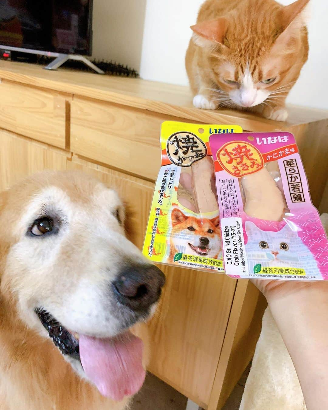 tamatamagoさんのインスタグラム写真 - (tamatamagoInstagram)「🐶😼กินขนมกันดีกว่าาาา😋😋  ①😼ち！ボクのじゃないにゃね😑 　 ②🙋🏻‍♀️二人で楽しめるのもあるよ！ 　🐶ハニしゃんのもありますね✨ 　😼マオねぇのもあるにゃ‼️ 　 ③キメポ✨✨✨✨ 　 ④タイの方へタイ語ズーム 　 今年は一時帰国できず😭 いつも日本でいっぱい買って帰ってきたちゅーる関係、タイでも品揃え良くなっていて感動💕 　 色々あって迷っちゃうくらい😙 お友達にも分けてあげようね🥰  　  🙋🏻‍♀️เพื่อนๆที่อยู่ในประเทศไทย🇹🇭หาซื้อในช้อปปี้ ลาซาด้าได้นะคาาา  #ちゅーる大使🇹🇭 #ちゅーる  @inabaciao.th  　 2020/10/03 　 　  #犬と猫　#犬と猫どっちも飼ってると毎日たのしい  #ゴールデンレトリバー　#ゴールデンレトリバーのいる生活 #茶トラ　#茶トラ男子部 #猫　#ねこ　#犬　#わんこ  #petstagram  #dogandcat #meowvswoof #goldenretriever #thailand #goldenretrieversofinstagram #gingercat #orangetabby #แมว #แมวไทย」10月3日 14時53分 - tamatamago