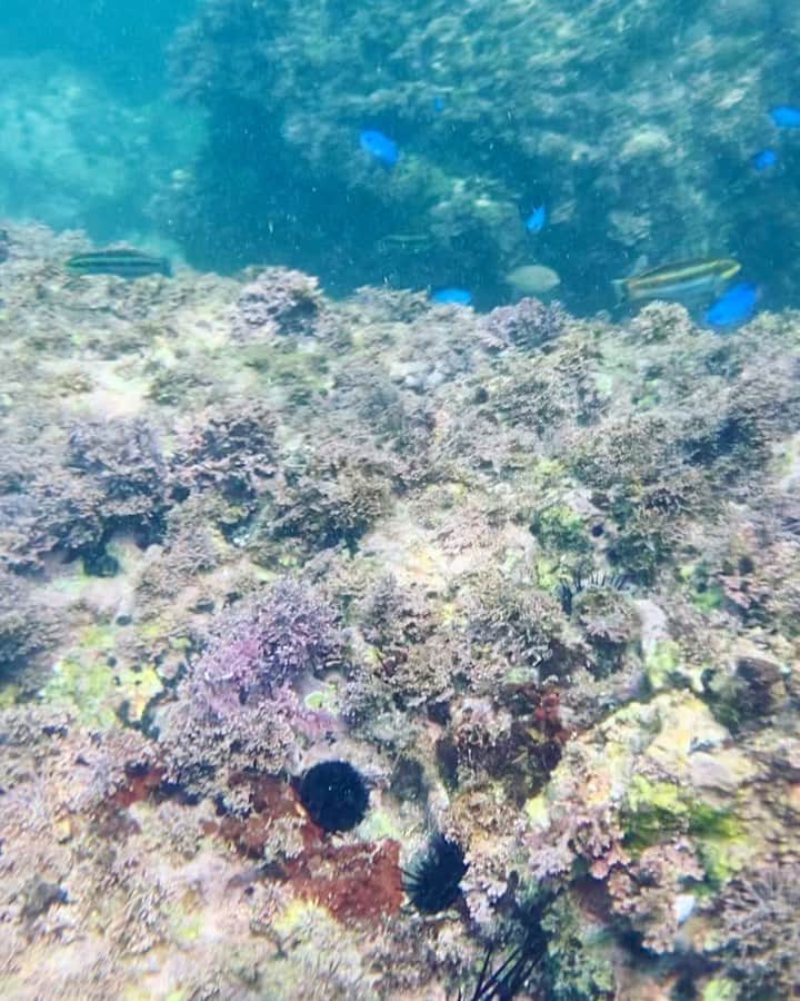 クボタマサヒコのインスタグラム：「#sea #sup #snorkeling」