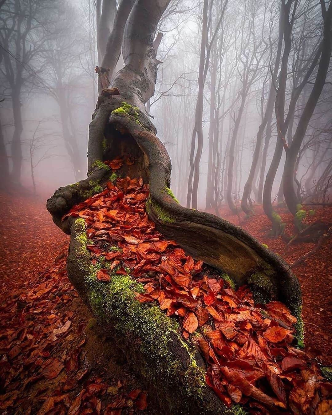 Canon Photographyさんのインスタグラム写真 - (Canon PhotographyInstagram)「Moody autumn vibes 🍂 Photography // @lubo_prchal Curated by @steffeneisenacher  #autumnn #fallfoliage #leaves #czechrepublic #foggymorning」10月3日 15時37分 - cpcollectives