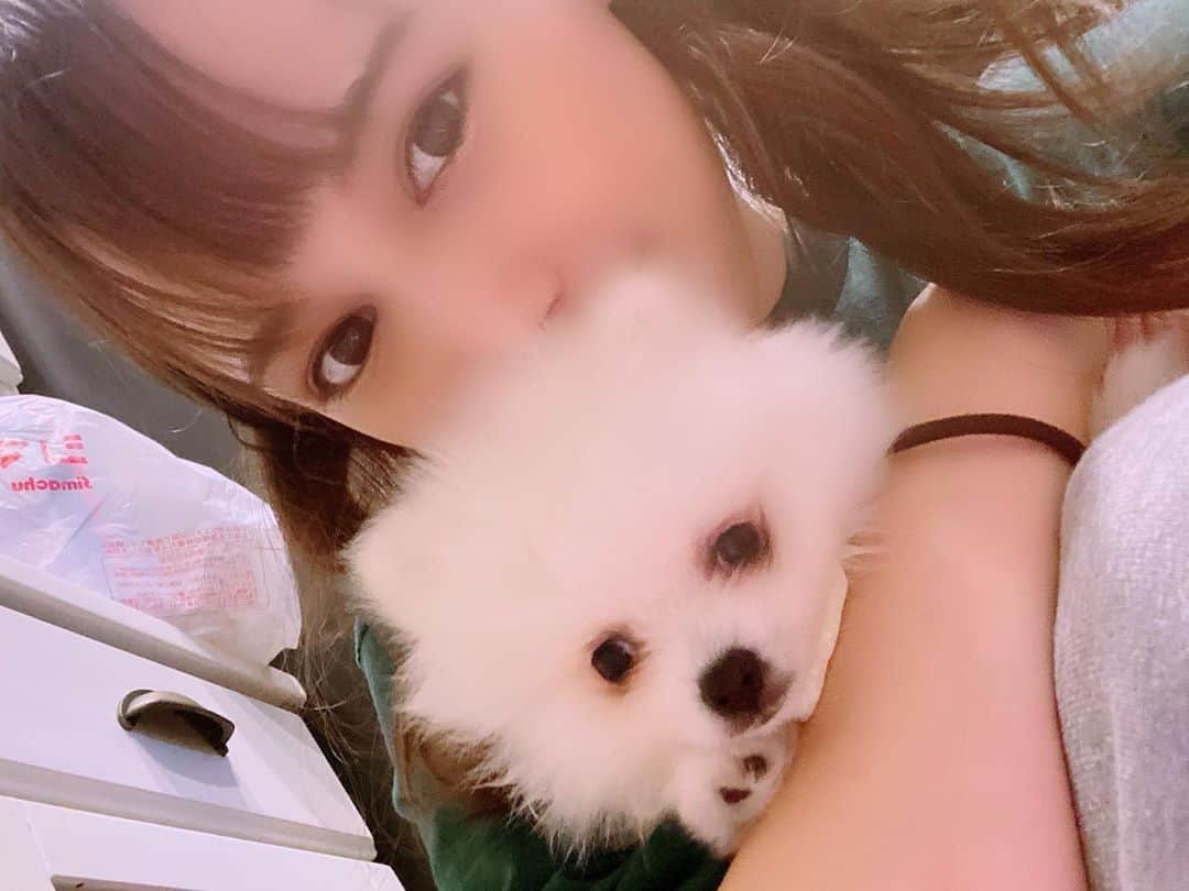 リロイここのインスタグラム：「👑⭐ご報告⭐👑 . 最近新しい家族を迎えました💗 真っ白で可愛らしいポメラニアンです！まだ名前も何も決まってないのですがこれからゆっくり決めていこうかなと思ってます🥰🐶 名前絶賛募集中です♡♡˙˚  #愛犬#子犬#子犬のいる暮らし #ポメラニアン#ポメラニアン白#ポメラニアン大好き #白ポメ」