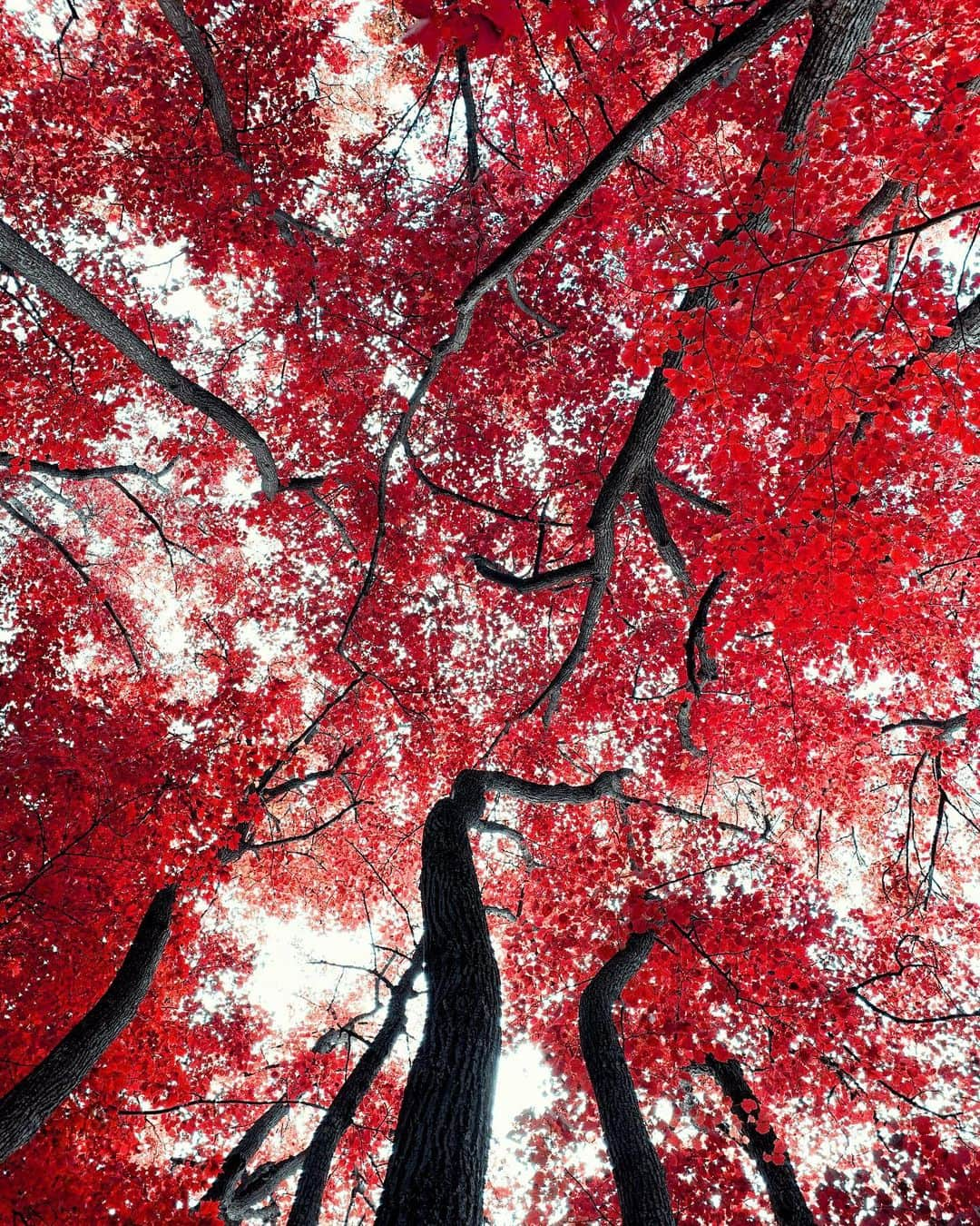 Adam Senatoriさんのインスタグラム写真 - (Adam SenatoriInstagram)「A few from the forest floor. Hope ya’ll doing well✌🏼🍂」10月4日 2時45分 - adamsenatori