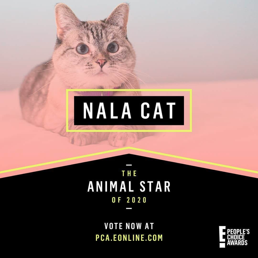 nala_catさんのインスタグラム写真 - (nala_catInstagram)「Thank you so much for the nomination! Click link in bio to vote for me! I love you 💕 #PCAs @peopleschoice」10月4日 1時51分 - nala_cat