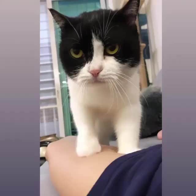 Aww Clubのインスタグラム