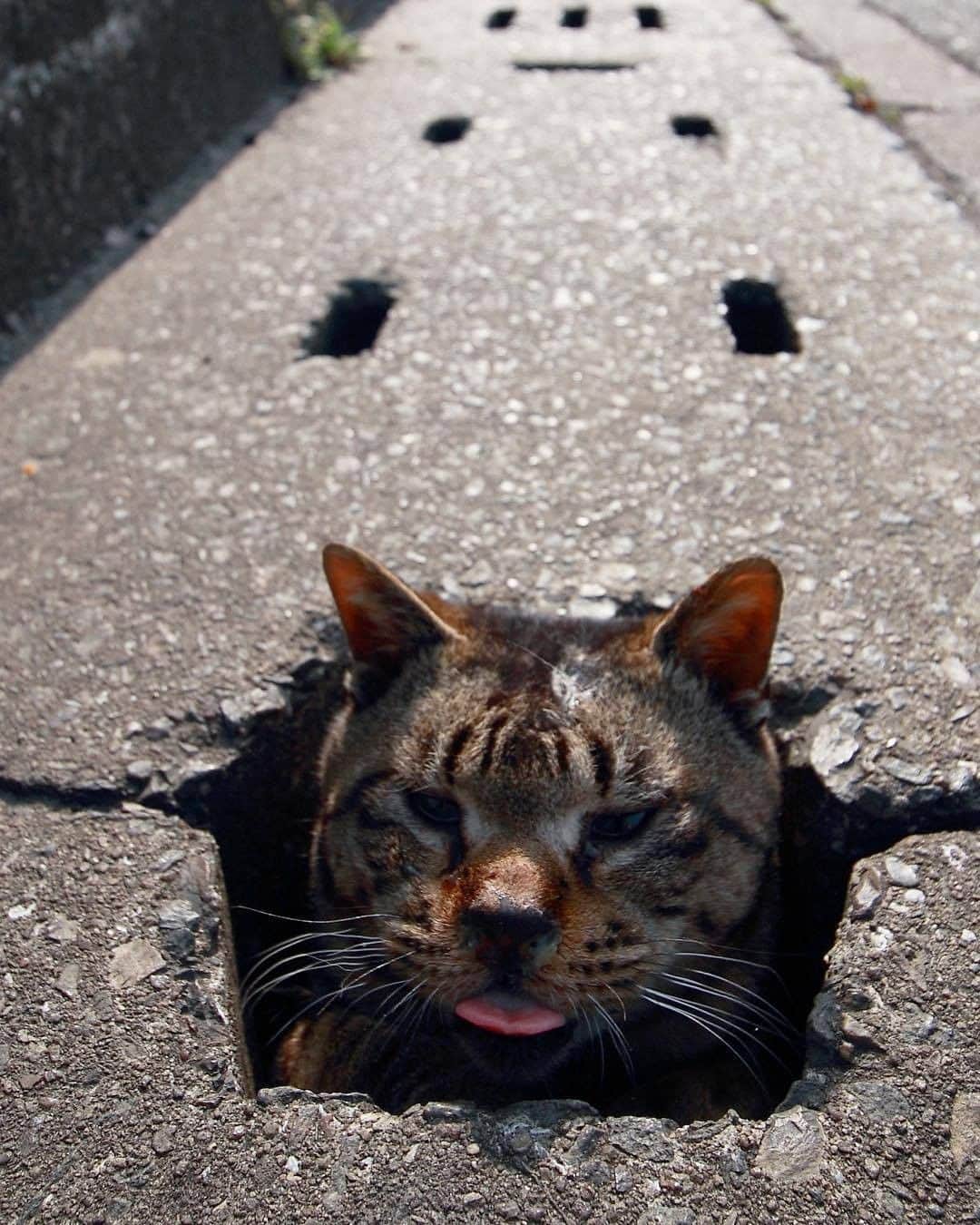9GAGさんのインスタグラム写真 - (9GAGInstagram)「We all meow down here 📸 @berner2222 - #9gag #野良猫 #catphotography」10月4日 2時01分 - 9gag