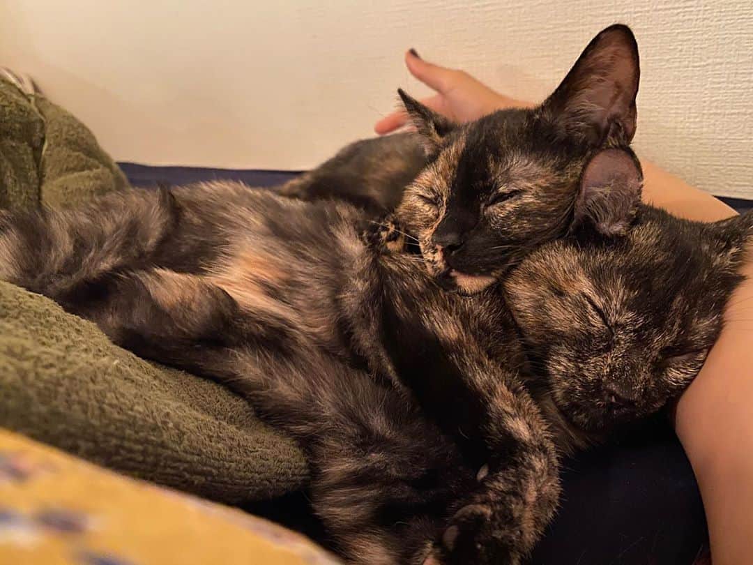 小春さんのインスタグラム写真 - (小春Instagram)「猫または妹を載せるアカウントになりつつある  #小春のアンニュイ」10月4日 2時09分 - suttokodokkoiii