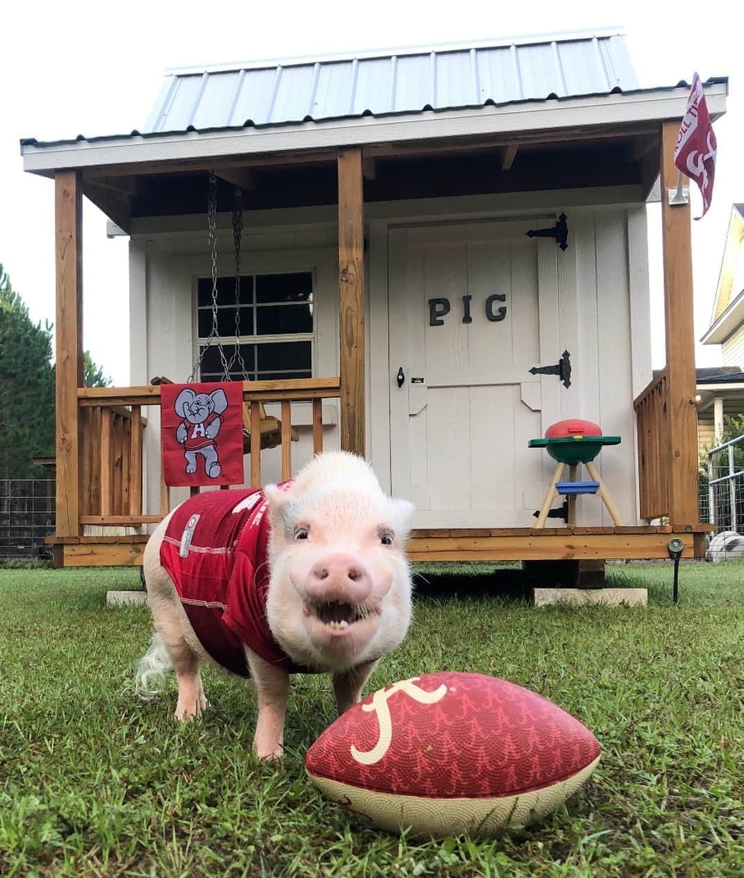 Priscilla and Poppletonさんのインスタグラム写真 - (Priscilla and PoppletonInstagram)「Silly Pop is squeally excited it’s game day! He’s always up for some grilling and football with his dad and some of the other rescued pig boys on the farm at the PIG frat house. Pop is shouting GO ALABAMA! Comment below what team you are rooting for on #collegegameday.🐷🅰️🏈#alabamafootball #crimsontide #rolltide #prissyandpopshelpinghooves #PrissyandPop」10月4日 2時35分 - prissy_pig