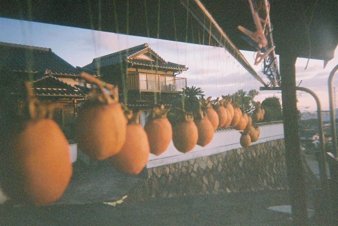 竹原聖一郎のインスタグラム：「#filmphotography #film #filmcamera #フィルム #ファインダー越しの私の世界 #photo #夕暮れ #柿 #山口県」
