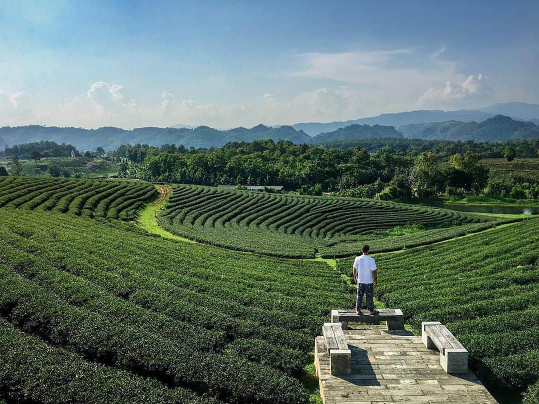 タイ国政府観光庁さんのインスタグラム写真 - (タイ国政府観光庁Instagram)「・﻿ ／﻿ 皆さま☀️﻿ サワッディー・カー🙏﻿ ＼﻿ ﻿ 今日の #thailovers は... @david.giambalvo さん😘﻿ ﻿ チェンライにあるお茶メーカー「Choui Fong Tea」@chouifongtea の茶畑でパチリ📸✨﻿ ﻿ 創業40年以上におよぶChoui Fong Teaは、チェンライ最大の茶葉生産者🌱﻿ 標高約1,200mにある広大な農園では、アッサム、グリーン、ウーロン…といった複数の茶葉を栽培しています🍵﻿ ﻿ 洗練されたカフェでは、茶葉を使ったドリンクやケーキもいただけますよ😋💕﻿ ﻿ 📷 @david.giambalvo﻿ 📍 Choui Fong Tea﻿ ﻿ ・・・・・・・﻿ ［タイ好き（THAI LOVERS）な皆さんの写真を大募集🇹🇭💕］﻿ ﻿ ハッシュタグ #thailovers をつけて、タイで撮影した写真を投稿すると、こちらでご紹介させて頂くことがあります🐥﻿ ﻿ 皆様からの投稿をお待ちしています‼️﻿ ﻿ #repost #タイ #チェンライ #お茶好き #お茶好きな人と繋がりたい #茶畑 #スイーツ大好き #食べるの大好き #食べるの好きな人と繋がりたい #こんなタイ知らなかった #もっと知りタイ #タイ旅行 #チェンライ旅行 #旅好きな人と繋がりたい #旅行好きな人と繋がりたい #海外旅行 #thailand #chiangrai #chiangraitrip #chouifongtea #chouifongteaplantation #teaholic #teaplantation #amazingthailand #thailandtravel #thailandtrip #thai #thaistagram #lovethailand」10月3日 17時49分 - amazingthailandjp