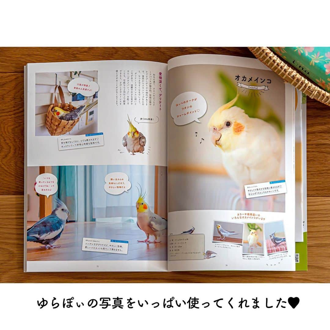 YURAPOi ゆらぽぃさんのインスタグラム写真 - (YURAPOi ゆらぽぃInstagram)「YuraPOi in part of this book!  待望の鳥ぐらしVOL.２発売されました😁  〜鳥さん20種大集合〜オカメインコの紹介ページに 今回ゆらぽぃがMOOK本に久々に掲載いただきました! とってもキュートな小鳥さん大集合しています。 是非Amazonや書店にて！ 【特別２大付録付】 ・かわいい鳥さん写真が毎月掲載された「2021年カレンダー」 ・@torinotorio さんの描きおろしエコバッグ うちの子も載ってる！ ゆらぽぃ見たよ！などなどなど コメントで教えてください🐥🐦♡」10月3日 17時54分 - ryoichisakai