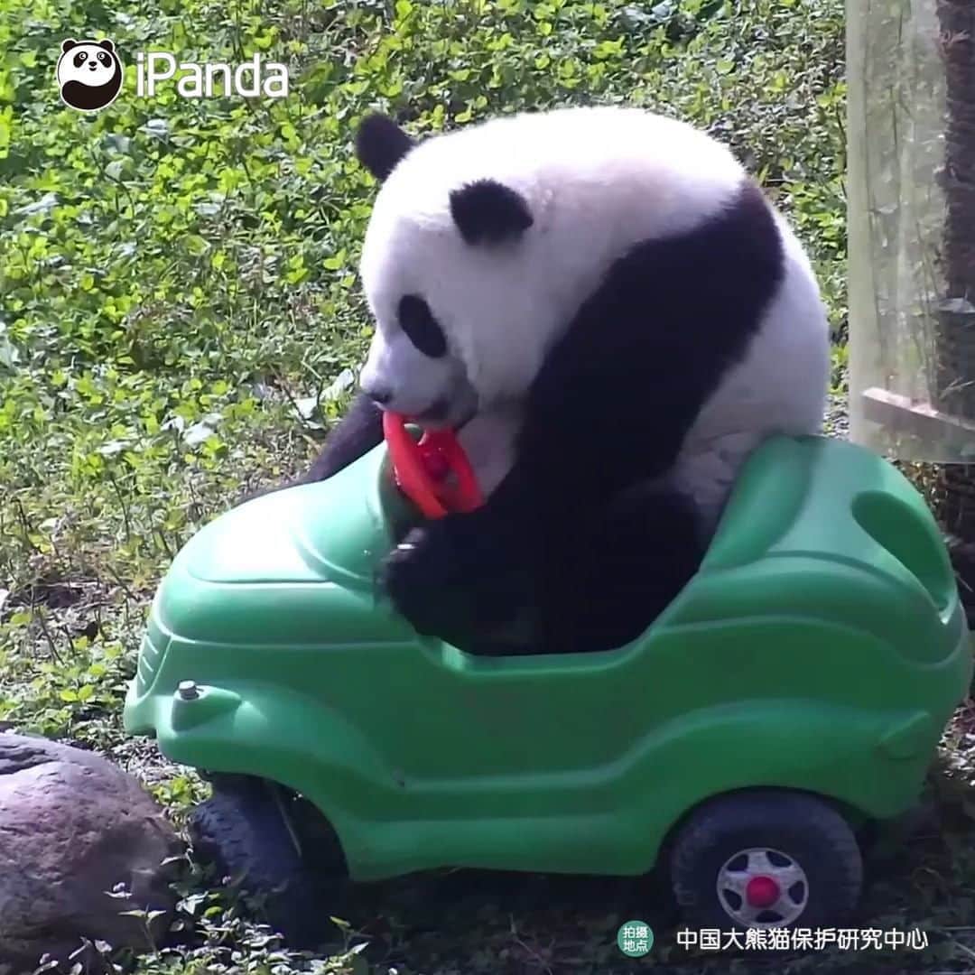 のインスタグラム：「There is not enough space to squeeze in! Nanny, I’m fully grown up to operate a large car! ❤️ 🐼 ❤️ #Panda #iPanda #Cute #HiPanda #PandaTime #CCRCGP」