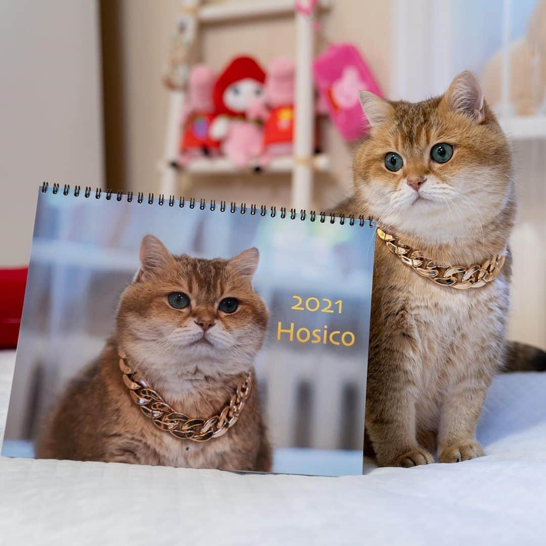Hosicoさんのインスタグラム写真 - (HosicoInstagram)「NOW AVAILABLE! Hosico Cat, Limited Edition 2021 calendar! 💚🌟 Featuring beautiful full page with full color photos of Hosico for 12 months! Lulu.com delivers everywhere in the world! 🔗 link in bio @hosico_cat」10月3日 18時01分 - hosico_cat