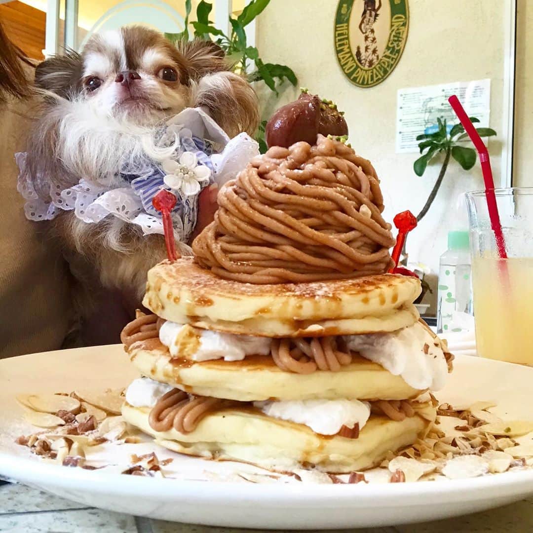 kayoのインスタグラム：「* * * ママ すんごいの食べるんやね😳😂 * * Lychee❤️ * * #マロンパンケーキ * #chihuahua#chihuahualove#dogstgram#dog#instadog#チワワ#チワワ大好き#チワワのいる暮らし * *」