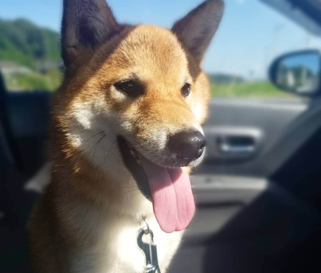 柴犬たま Shibainu Tamaさんのインスタグラム写真 - (柴犬たま Shibainu TamaInstagram)「お出かけしてきました🚗🎵﻿ ﻿﻿﻿ Caption trans🇬🇧﻿﻿﻿﻿﻿﻿﻿ I got in the car with them and went out🚗🎵﻿ ﻿﻿﻿﻿﻿ #たま家族 #柴犬コイ #柴犬トロ #柴犬ウニ #おしゅし兄弟 #仲良し兄弟 #ドライブ #お出かけ #笑顔 #かなりひし形 #カモメ眉毛 #カモメ眉﻿﻿ #柴犬 #shiba #shibainu #shibastagram #犬 #dog #柴犬子犬 #子犬 #shibapuppy #shibainupuppy #puppy #多頭飼い」10月3日 18時53分 - tama7653