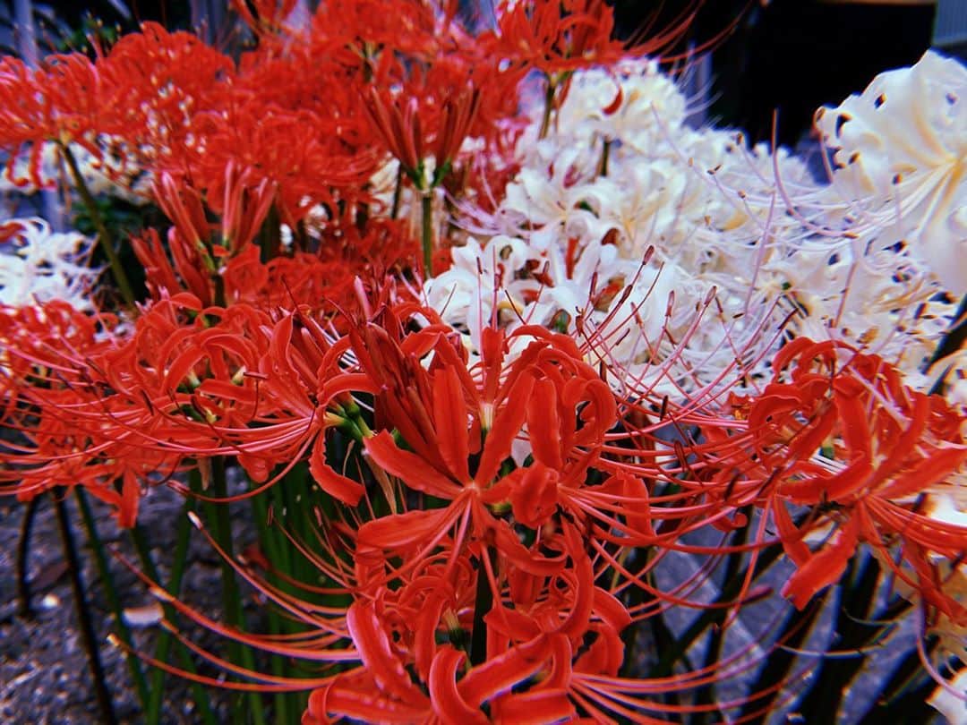 美咲かんなのインスタグラム：「．  群れを発見  【彼岸花】 ヒガンバナ科の多年草。田の縁や川岸に群生。秋の彼岸の頃、高さ約30〜50センチメートルの花茎頂に赤色の花を10個内外つける。花被片は6個で強くそり返り、雄しべは長く目立つ。花後、線状の葉が出、翌春枯れる。有毒植物だが鱗茎は民間薬として肩こり・むくみに用いる。曼珠沙華。死人花。捨て子花。葉見ず花見ず。  引用　三省堂「大辞林　第四版」 ．」