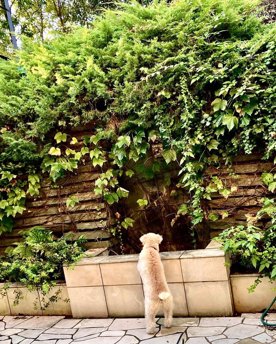 設楽洋さんのインスタグラム写真 - (設楽洋Instagram)「可愛いオチリ😍 ケリーが庭で遊んでいます…😊🐶✨  #kelly #ケリー #terrier #レイクランドテリア #愛犬」10月3日 19時14分 - taracyan3