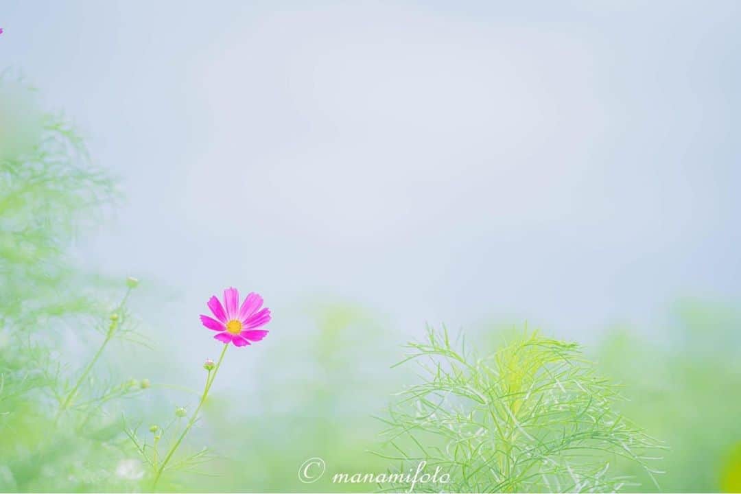 花の写真館のインスタグラム：「Photo by Manami Sano.⠀ .⠀ Original Post[投稿いただいたURL]⠀ https://www.facebook.com/photo.php?fbid=3292910404124989⠀ .⠀ 本アカウントは、 #私の花の写真 をつけてInstagramに投稿された皆さまの花の写真や、「花の写真館」Facebookページで投稿された花の写真を紹介します。⠀ 「花の写真館」Facebookページは、「 @floral.photograph 」のプロフィールにあるURLからご覧ください。⠀ .⠀ ※各自、政府、自治体など公的機関の指示に従った行動をお願いします。⠀⠀ 東京カメラ部および分室では、写真を「見る楽しみ」を提供することを通して、微力ながら皆様にわずかな時間でも癒しをお届けしたいと思っております。⠀ ※本アカウントは東京カメラ部がFacebook、Instagramのサービスを利用して運営しているもので、Facebook社・Instagramとは一切関係ありません。⠀ .⠀ #花の写真館 #floralphotograph #floralphoto #flower #flowers⠀ Follow: @floral.photograph」
