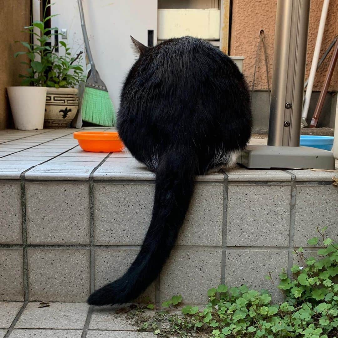 Kachimo Yoshimatsuさんのインスタグラム写真 - (Kachimo YoshimatsuInstagram)「ぶーらぶら #うちの猫ら #ikasumi #猫 #ねこ #cat #ネコ #catstagram #ネコ部 http://kachimo.exblog.jp」10月3日 19時31分 - kachimo