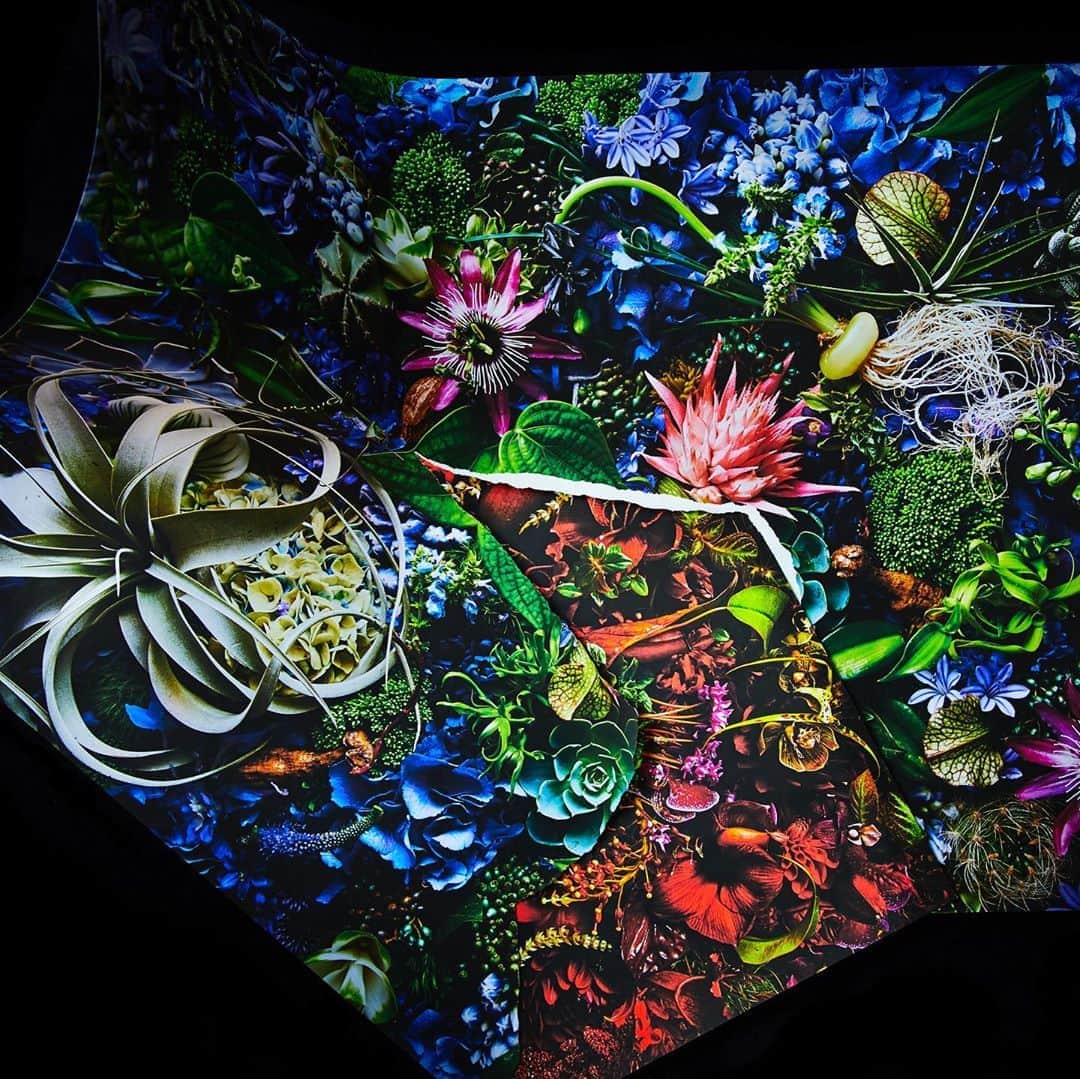 東信のインスタグラム：「Flowers #amkk #amkkproject #makotoazuma #azumamakoto #東信花樹研究所 #東信 #jardinsdesfleurs #shiinokishunsuke #flowerart #flower #flowers」