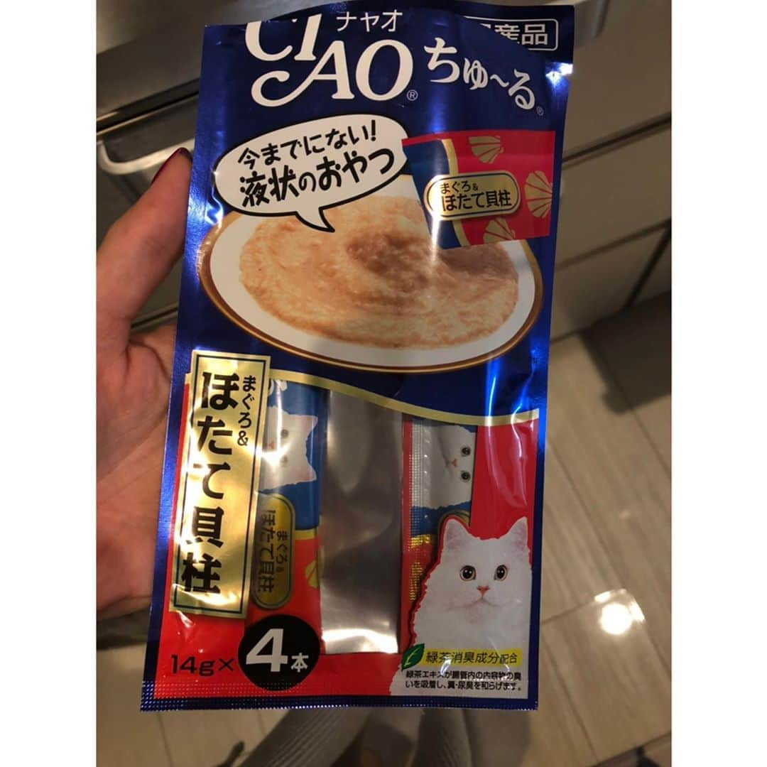 後藤真希さんのインスタグラム写真 - (後藤真希Instagram)「オウキくんの心の声。 ちゅ〜るが大好きすぎてパリパリをあげると…  『ちぇ〜、パリパリしたやつか…ワィはちゅ〜るちゅ〜るチャオちゅ〜るがえぇねん！！』ってなっている感じで選り好みするんです。  #チャオちゅ〜る #好みのおやつ #しらけた顔でパリパリ食べる猫 #心の声再現 #アプリで遊んでみた #ペットの気持ち #10月9日なにやらギルドチャンネルで発表します #オウキチャンネルではNiziU踊ってみたよ #みてねー」10月3日 19時54分 - goto_maki923